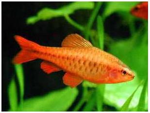 Cherry Barb - Quantity of 3